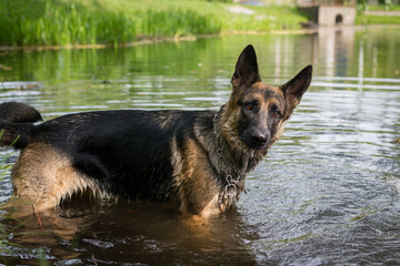 Young German Shepherd dog jumping and playing in the lake water