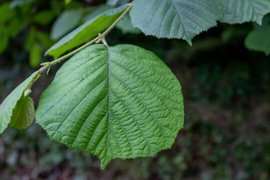 hoja de avellano en el jardin