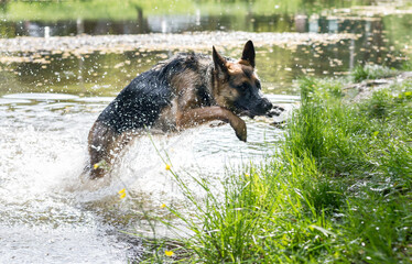 Young German Shepherd dog jumping and playing in the lake water