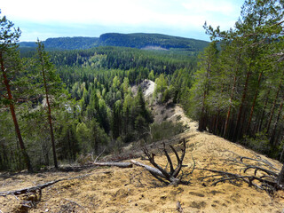 Las na stromym zboczu w parku narodowym w Szwecji. - obrazy, fototapety, plakaty