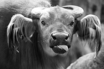 Tiere - Wildbahn -Gefangenschaft - Retten