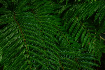 leaf of Cyathea spinulosa in Japan - 日本 シダの葉 アップ