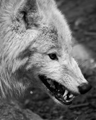 Tiere - Wildbahn -Gefangenschaft - Retten