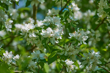 Blooming trees in spring, blooming apple tree