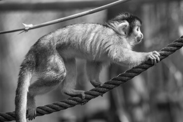 Tiere - Wildbahn -Gefangenschaft - Retten