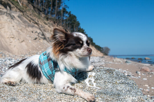 Chihuahua am Meer bei den Kreidefelsen Insel R&uuml;gen