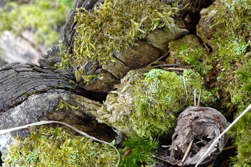 Closeup texture of stump's old wood with green moss. Abstract macro background.