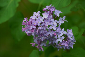 Beautiful background with purple lilac in the garden; Syringa vulgaris
