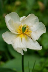 Fototapeta na wymiar Beautiful background with a white tulip in the garden (Tulipa) 
