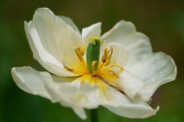 Beautiful background with a white tulip in the garden (Tulipa)	