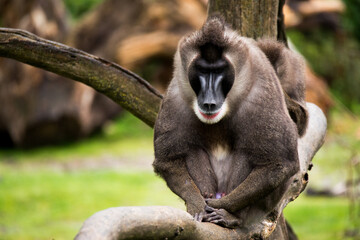 Tiere - Wildbahn -Gefangenschaft - Retten