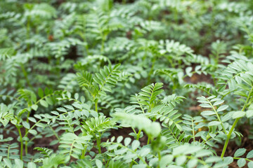 Green twigs with small leaves of the chickpea plant. Spring shoots of early greenery
