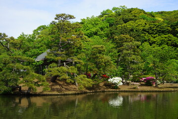 Fototapeta na wymiar Pond and pine tree in Japanese garden - 日本庭園 池 松の木