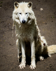Tiere - Wildbahn -Gefangenschaft - Retten