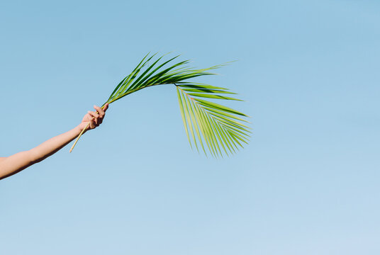 Crop unrecognizable person with outstretched arm and wavy green palm tree foliage in hand on blue background