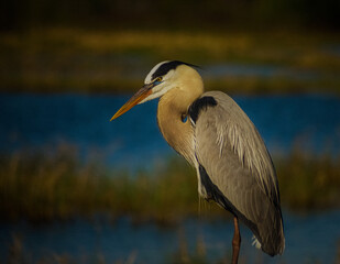 great blue heron
