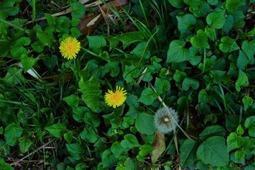 Wildflowers Dandelions with yellow flower and Seeds - 日本 たんぽぽ 綿毛と黄色い花