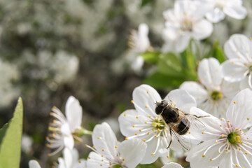 Bee sits on a beautiful cherry blossom and sucks out the nectar. Blooming Prunus subg, Cerasus. Copy space.