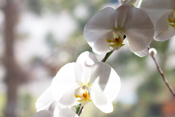 Fototapeta na wymiar White orchid close up flower with bokeh background. Spa and beauty concept.
