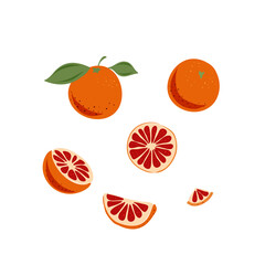Hand drawn red orange. Vector illustration. Doodle citrus fruit.