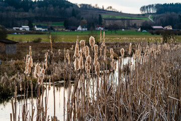 Rohrkolben im Naturschutzgebiet Pfrunger Ried