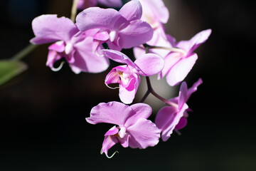 Fototapeta na wymiar Fuchsia orchid flower close up