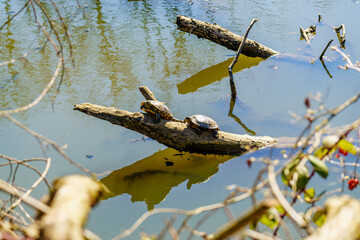 Sumpfschildkröten beim Sonnen im Naturschutzgebiet Eriskircher Ried