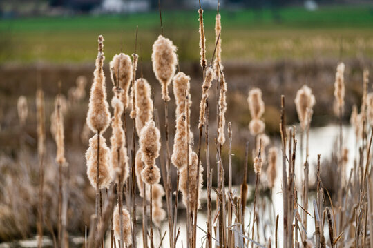 Rohrkolben im Naturschutzgebiet Pfrunger Ried