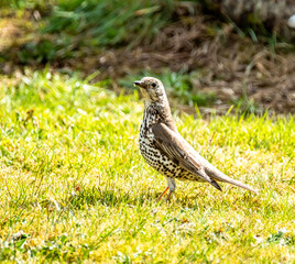 Song Thrush, turdus philomelos, visiting a garden in Ireland