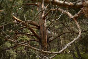 Fototapete bei efototapeten.de bestellen   