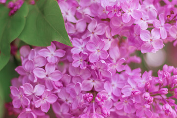 lilac flowers close-up. background of natural pink lilac flowers