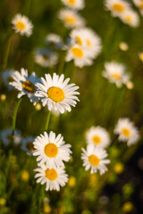 Obraz premium daisies in a garden