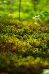 autumn leaves in the forest