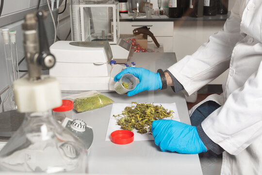 Side view of crop unrecognizable male biologist in uniform studying dried marijuana flower buds on laboratory table between professional equipment