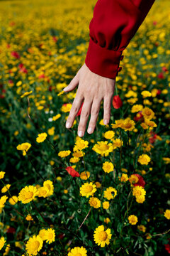 Crop anonymous female touching blooming red and yellow flowers on summer meadow in daytime