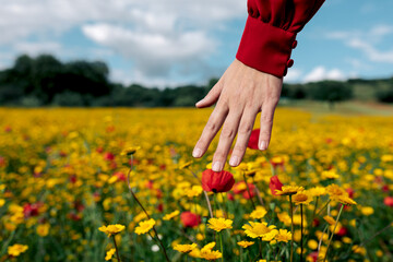 Crop anonymous female touching blooming red and yellow flowers on summer meadow in daytime