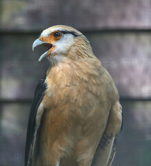 Closeup shot of a yellow-headed caracara bird