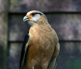 Closeup shot of a yellow-headed caracara bird