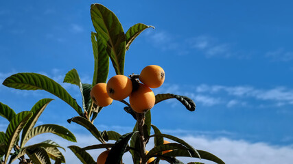 Ripe loquat fruits (Eriobotrya japonica) ready to collect and blue sky background
