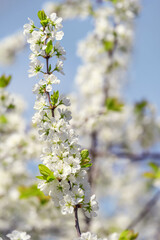 Blackthorn flowers bloomed in the spring garden.