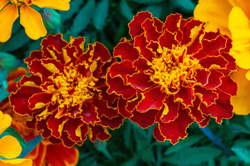 Closeup high angle shot of a beautiful marigold flower
