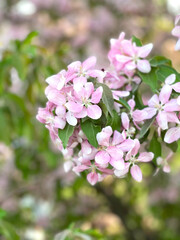 Obraz na płótnie Canvas Pink flowers, apple tree inflorescence