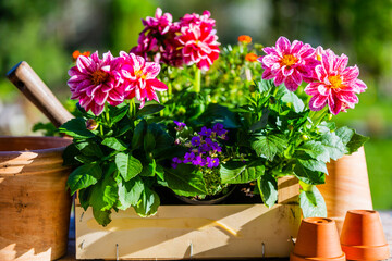 Seedlings of flowers on a table in the garden.