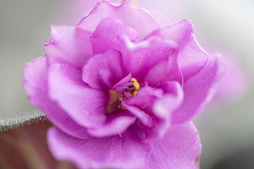Fototapeta na wymiar Beautiful blooming home geranium very close-up.