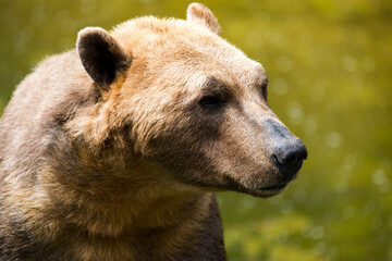 Tiere - Wildbahn -Gefangenschaft - Retten