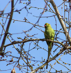 Pappagalli di Siviglia