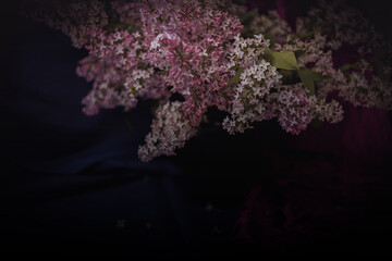 Floral still life with beautiful branches of lilac
