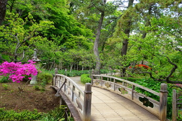 Fototapeta na wymiar Wooden bridge with pink azalea flower in traditional Japanese garden - 日本庭園 木造の橋 ツツジの花