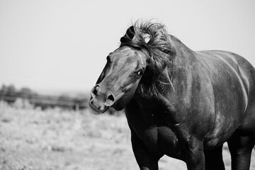 Funny horse portrait of mane in motion from mare shaking head in black and white.