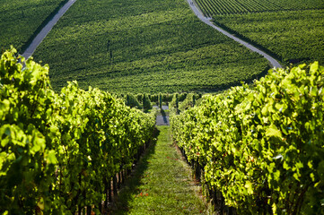Beautiful view between two rows of vines downwards to more vineyards in the background.